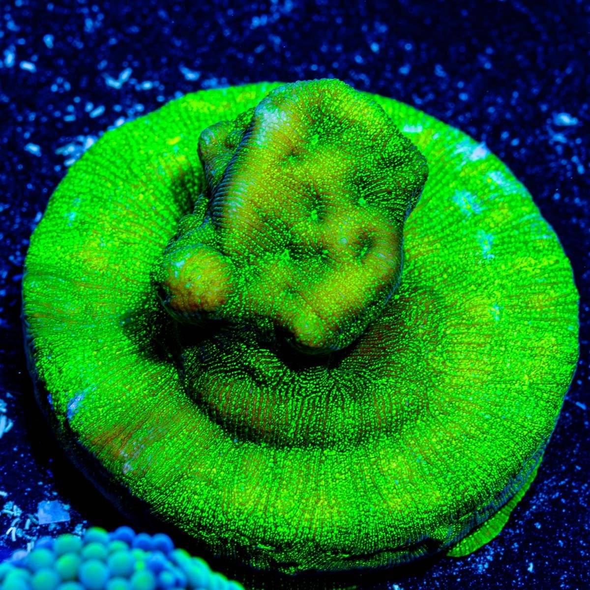 Green Lantern Lepto - riptide aquaculture llc