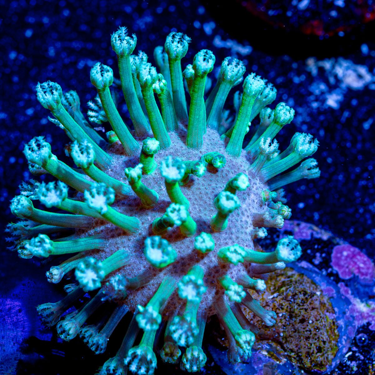 Neon Green Toadstool Leather - riptide aquaculture llc