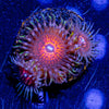 Aztec Warrior Zoanthid - riptide aquaculture llc