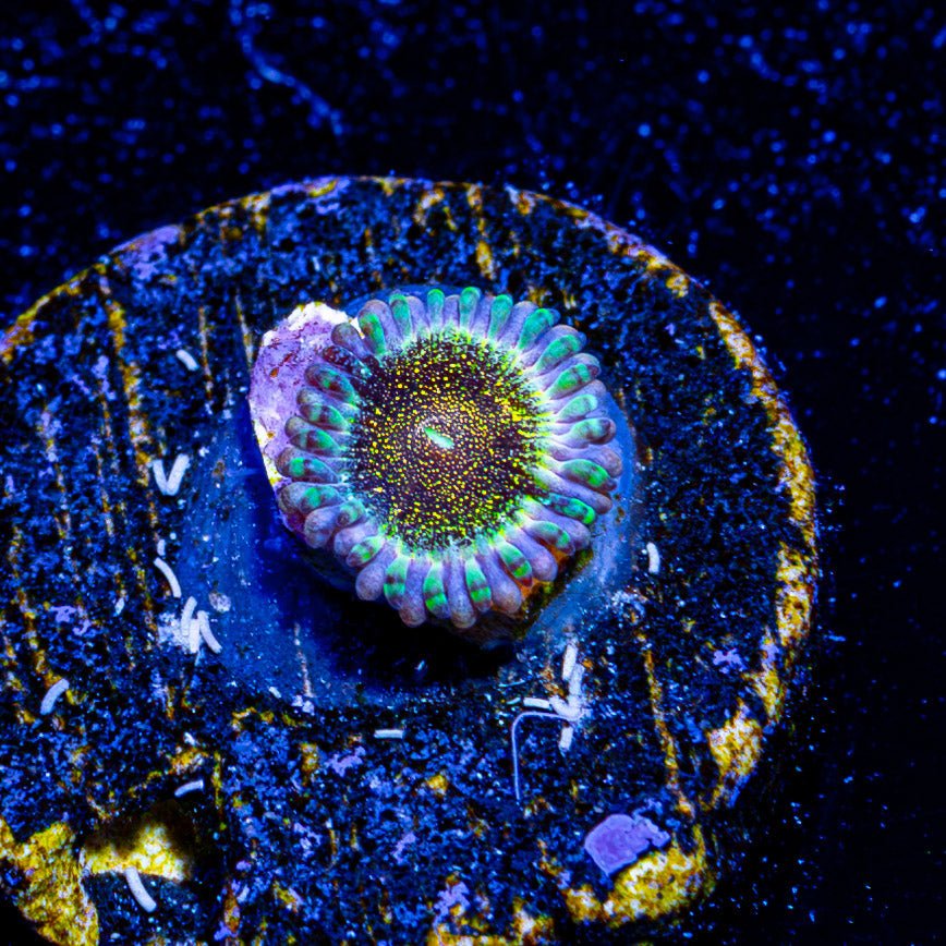 Death Stars Zoanthid - riptide aquaculture llc