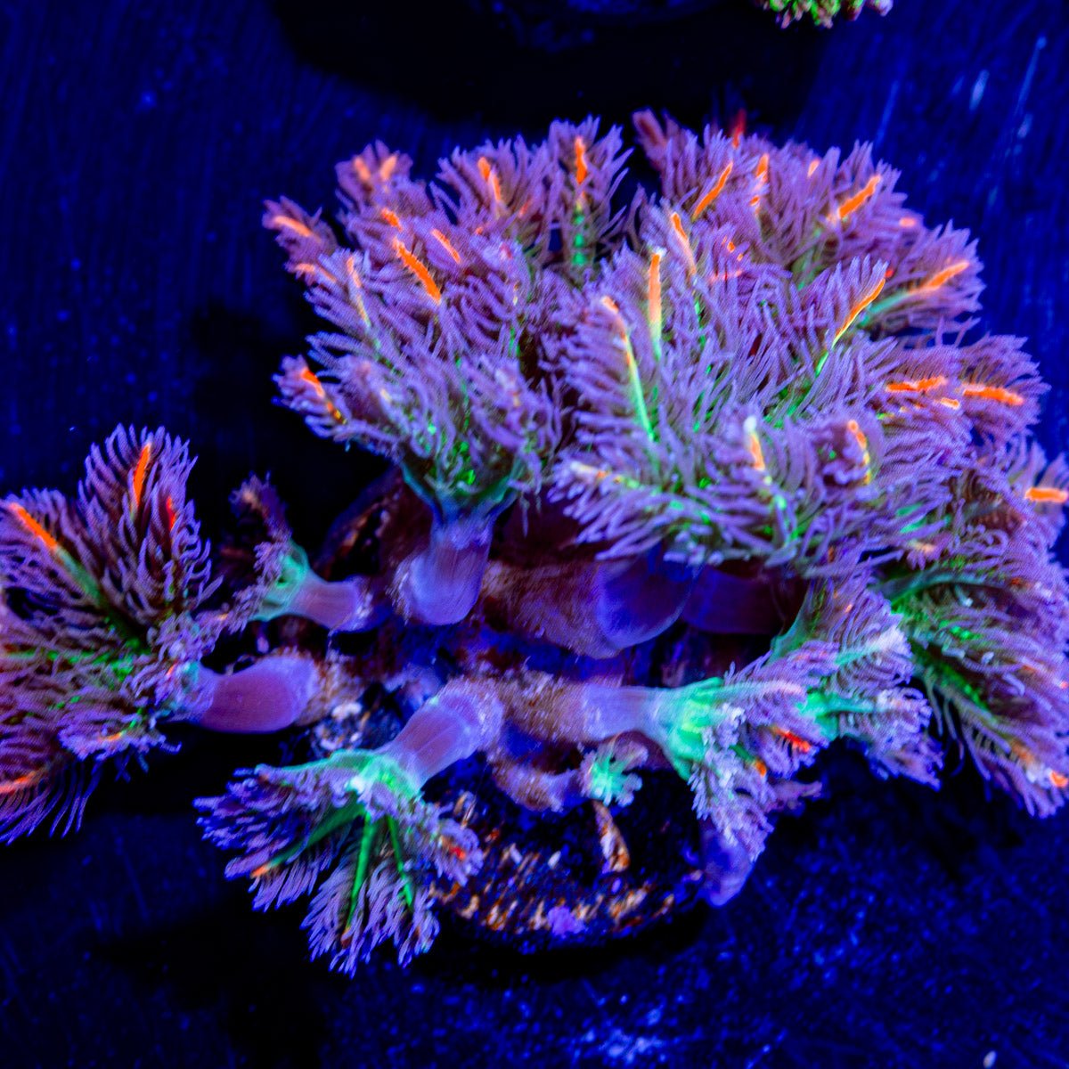 ARC FireWork Clove Polyps - riptide aquaculture llc