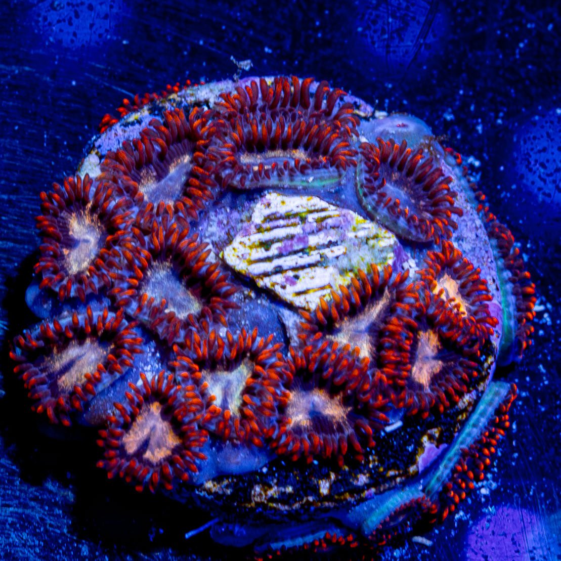 Firecracker Zoanthid - riptide aquaculture llc