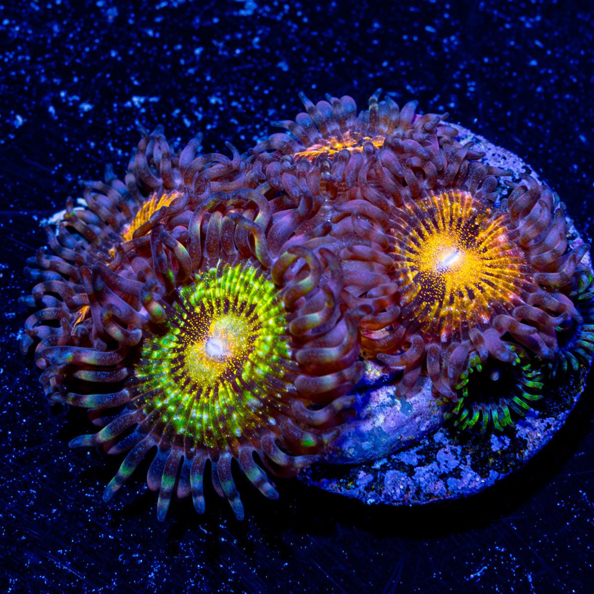 Mohawks Zoanthid - riptide aquaculture llc