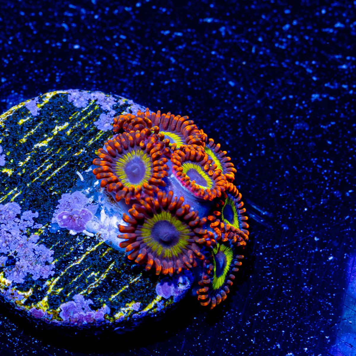 Fruit Loop Zoanthid - riptide aquaculture llc