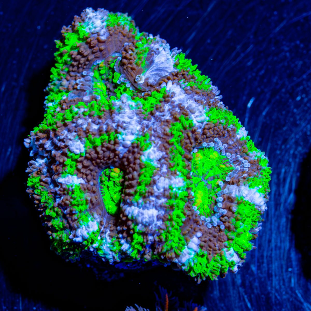 Acan - Micromussa - riptide aquaculture llc