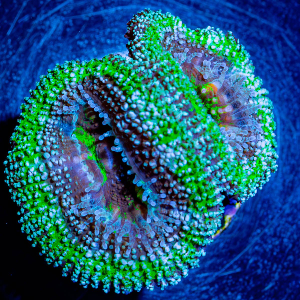 Acan - Micromussa - riptide aquaculture llc