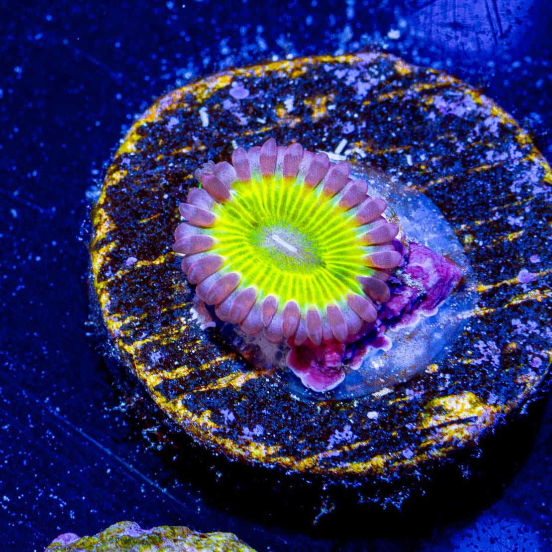 Lemon Head Zoanthid - riptide aquaculture llc