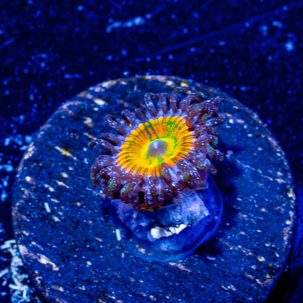 Sunny D Zoanthid - riptide aquaculture llc