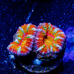 Ultra Acan - Micromussa - riptide aquaculture llc