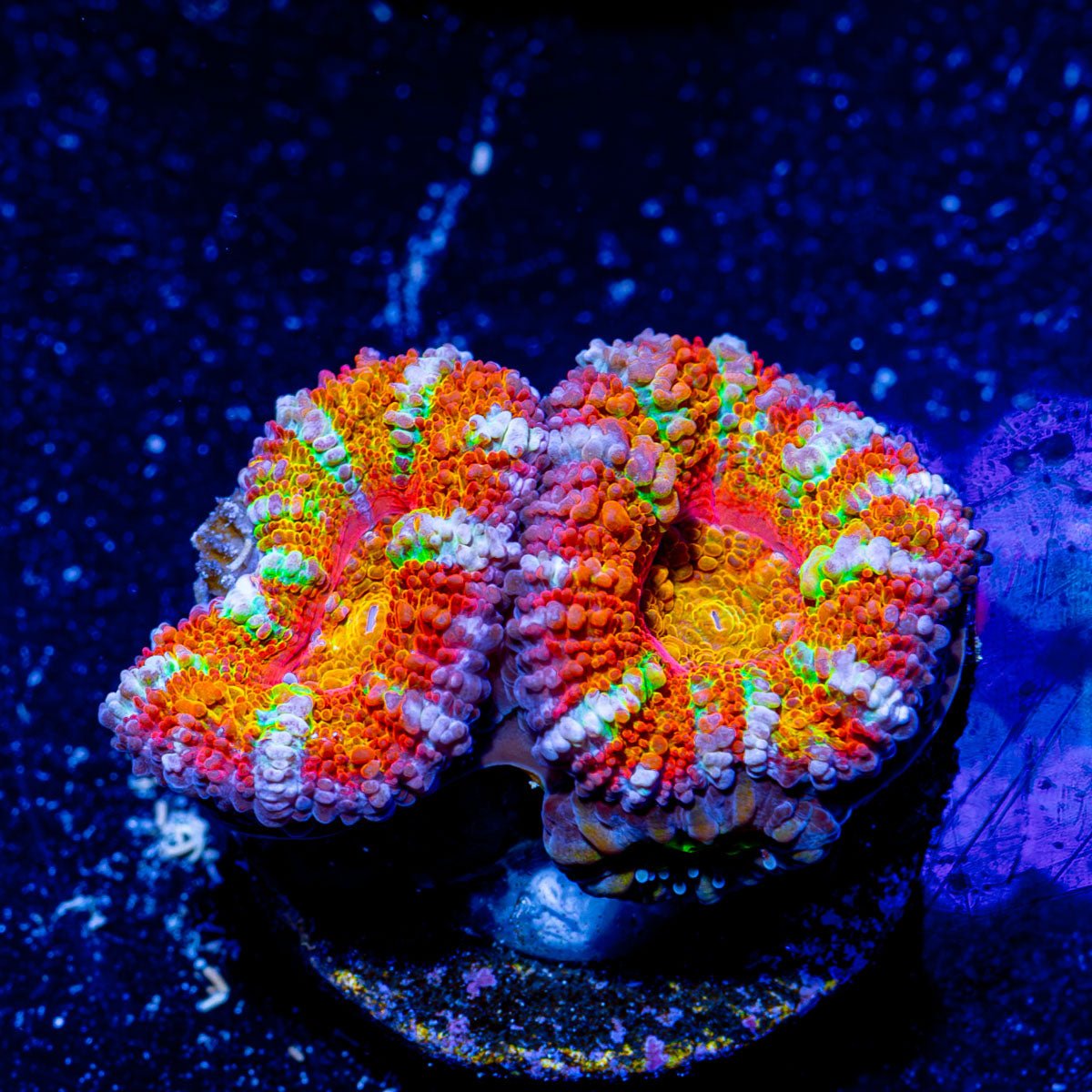 Ultra Acan - Micromussa - riptide aquaculture llc