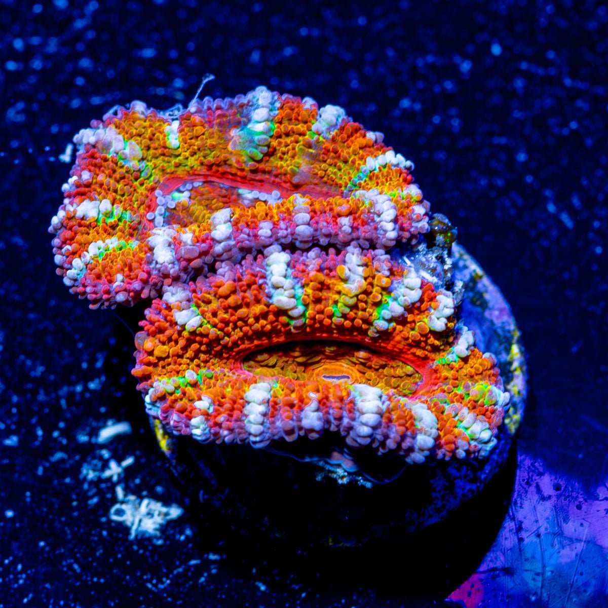 Ultra Acan - Micromussa - riptide aquaculture llc