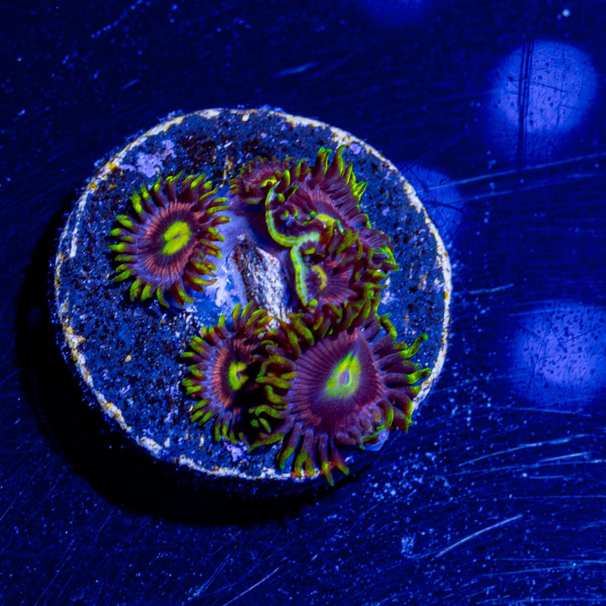 Kamikaze Zoanthid - riptide aquaculture llc