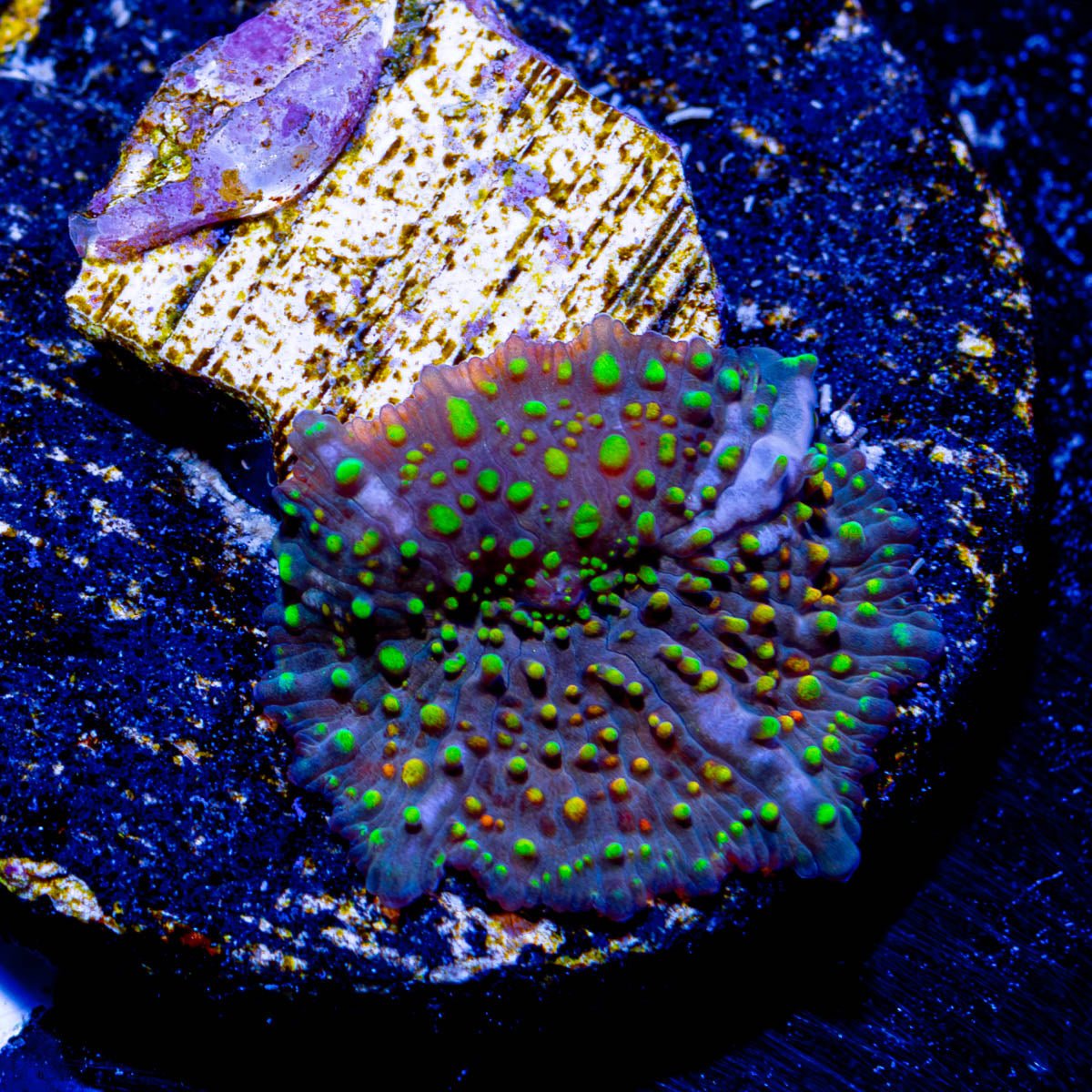 Rainbow Interstellar Mushroom - riptide aquaculture llc