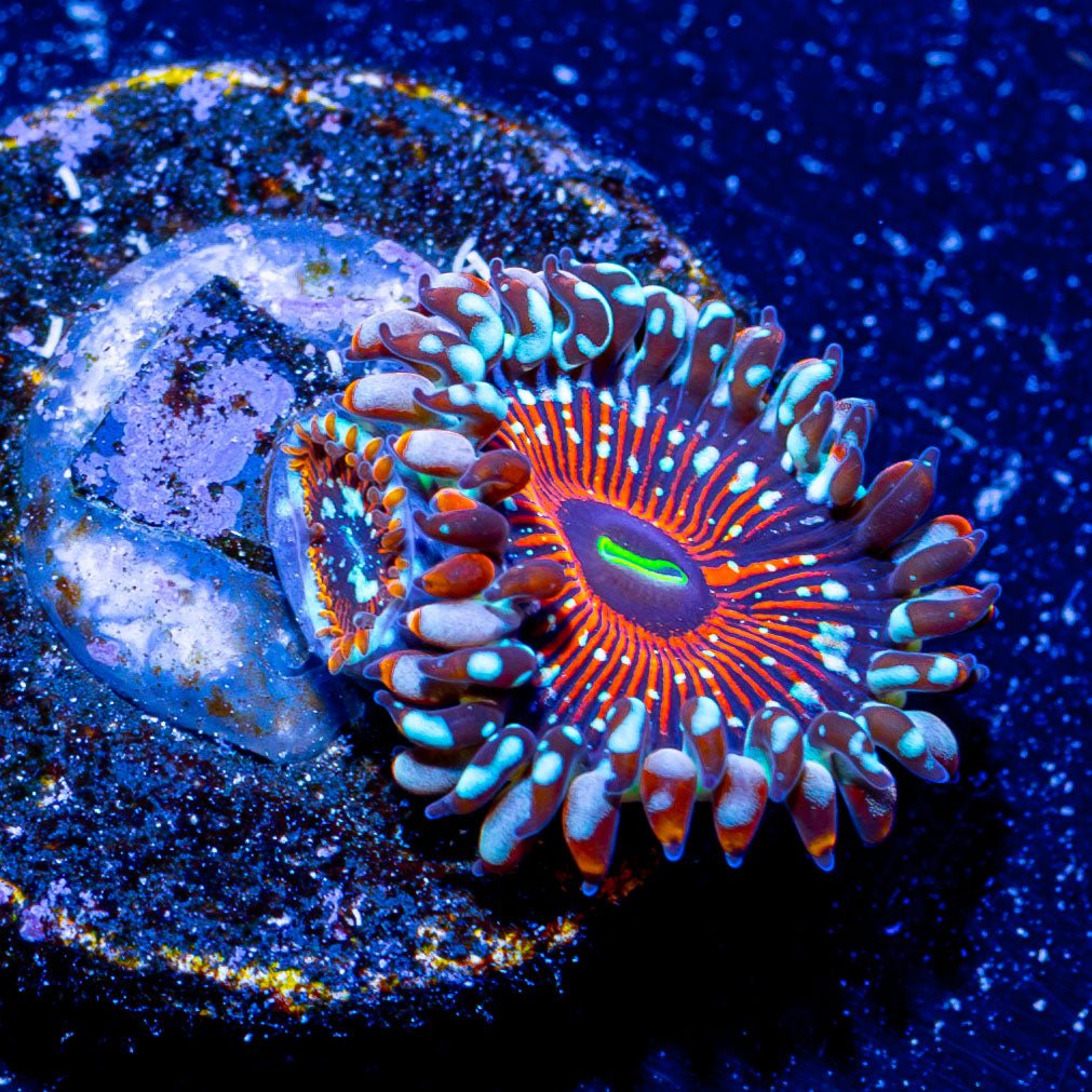 White Walker Zoanthid - riptide aquaculture llc