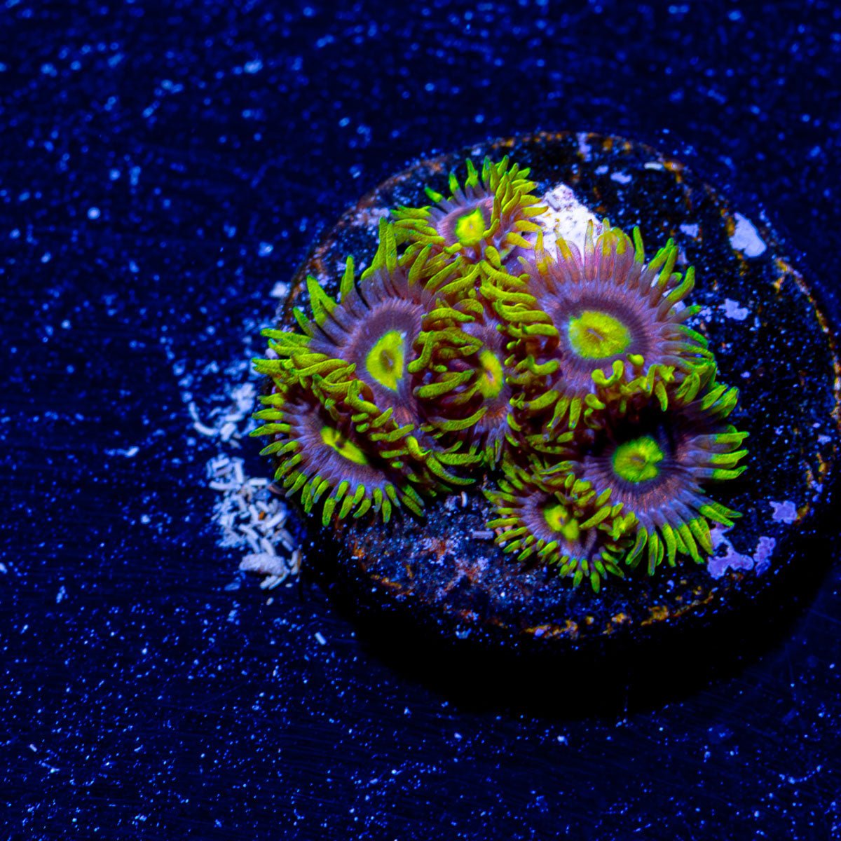 Kamikaze Zoanthid - riptide aquaculture llc