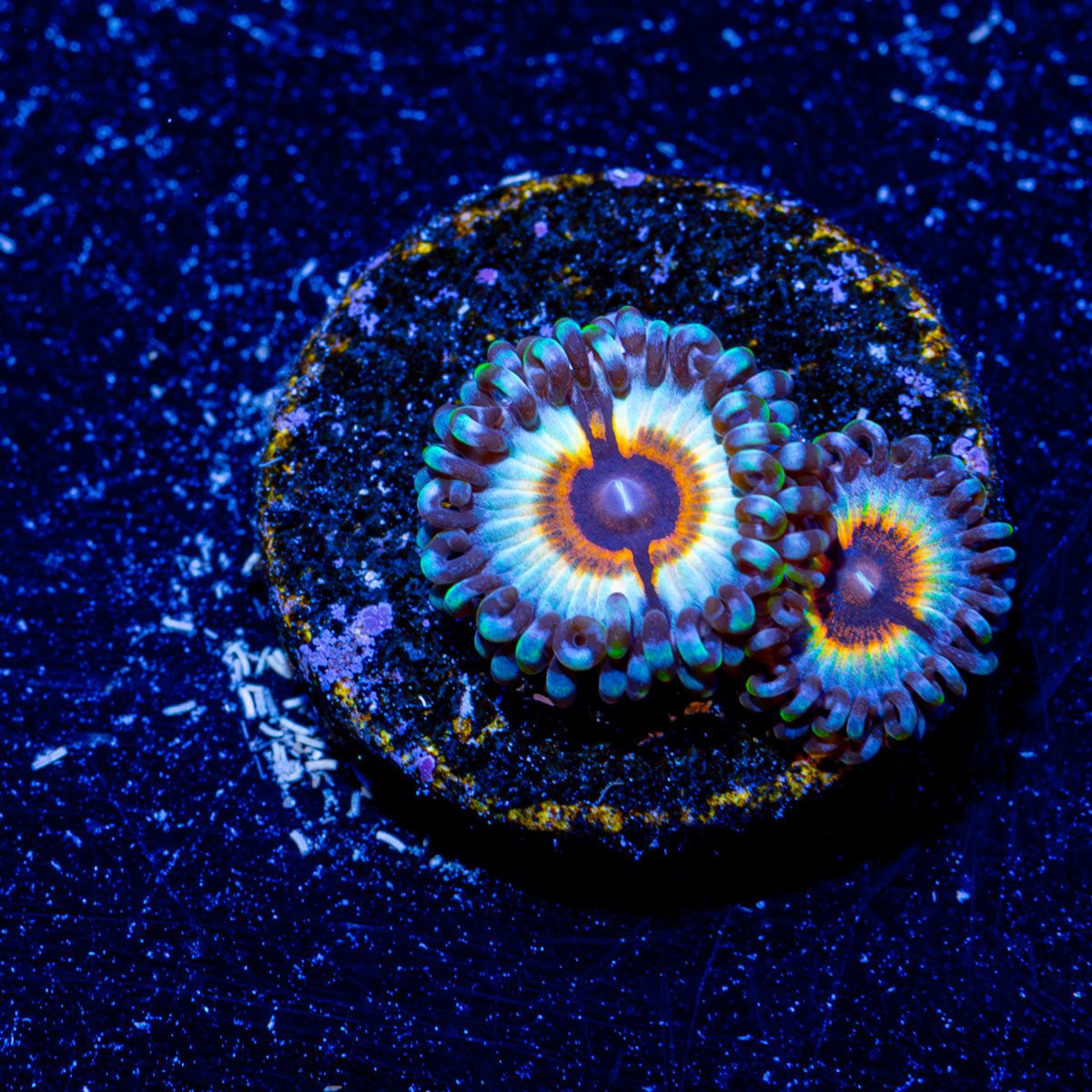 Petroglyph Zoanthid - riptide aquaculture llc