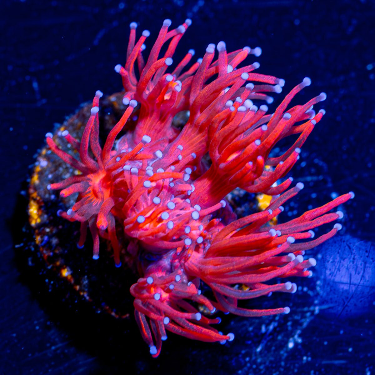 Red Bull Goniopora - riptide aquaculture llc