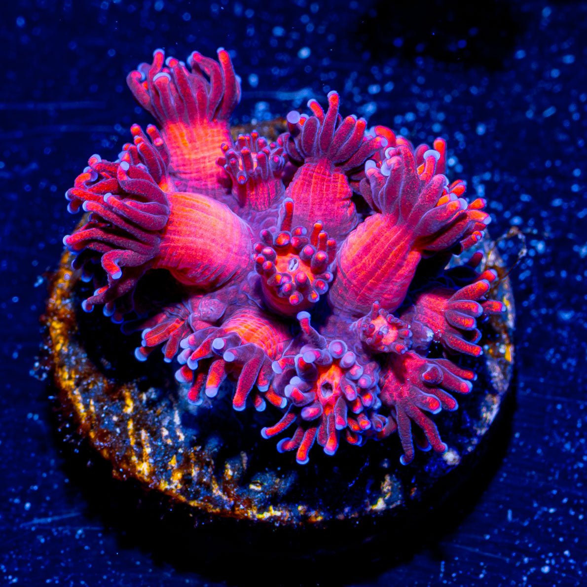 Red Bull Goniopora - riptide aquaculture llc