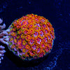 Rainbow Micro Goniopora - riptide aquaculture llc