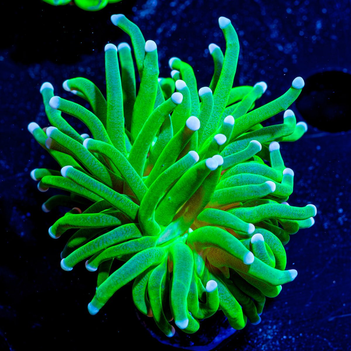 White Tip Torch - riptide aquaculture llc