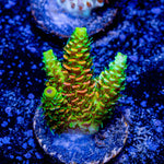 RMF Acid Trip Millepora - riptide aquaculture llc