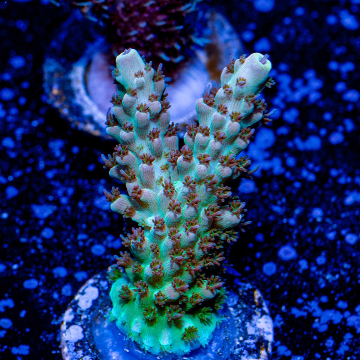 Flash Point Acropora - riptide aquaculture llc