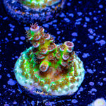 Tellutubie Acropora - riptide aquaculture llc