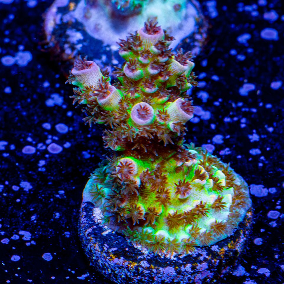 Tellutubie Acropora - riptide aquaculture llc