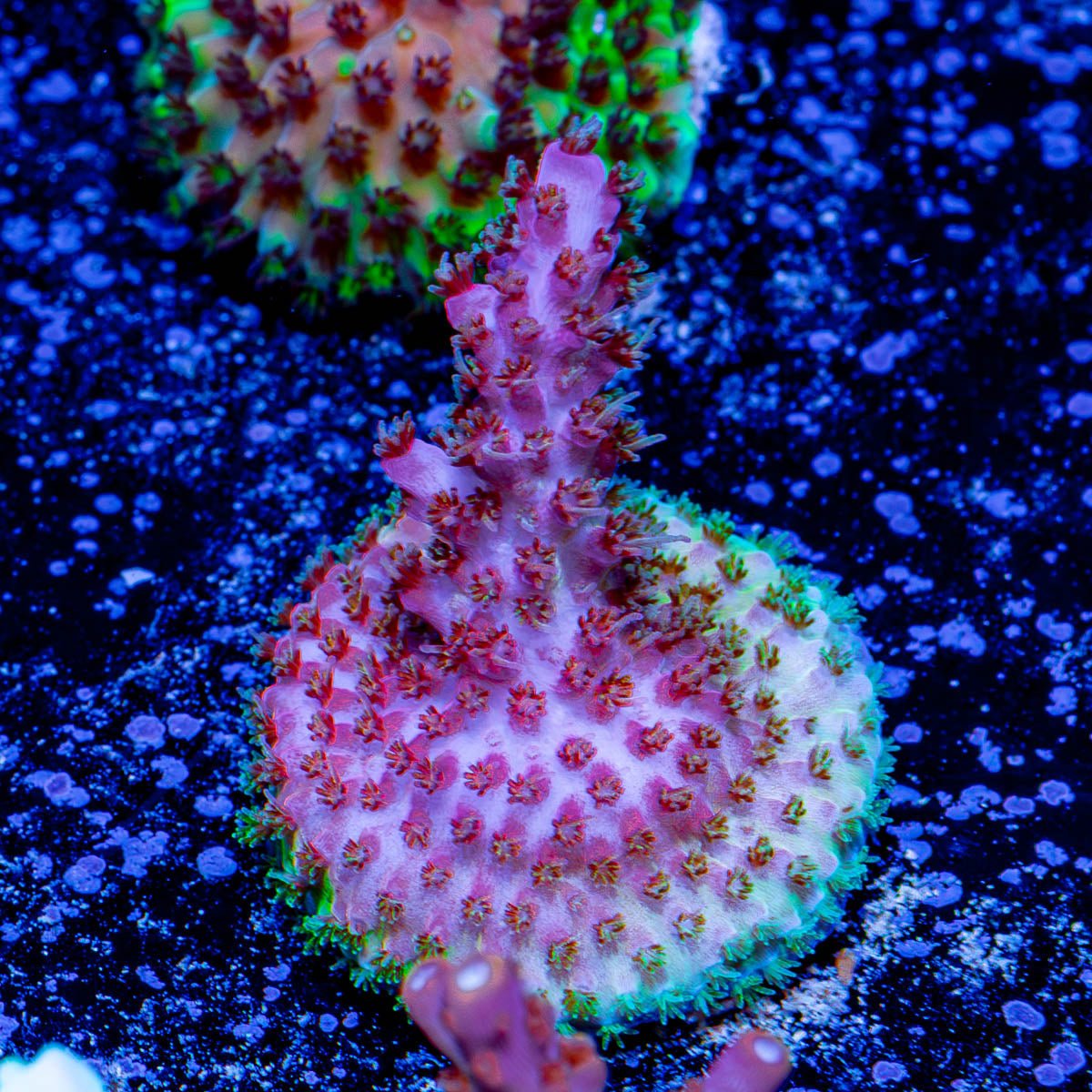 Night Furry Acropora - riptide aquaculture llc