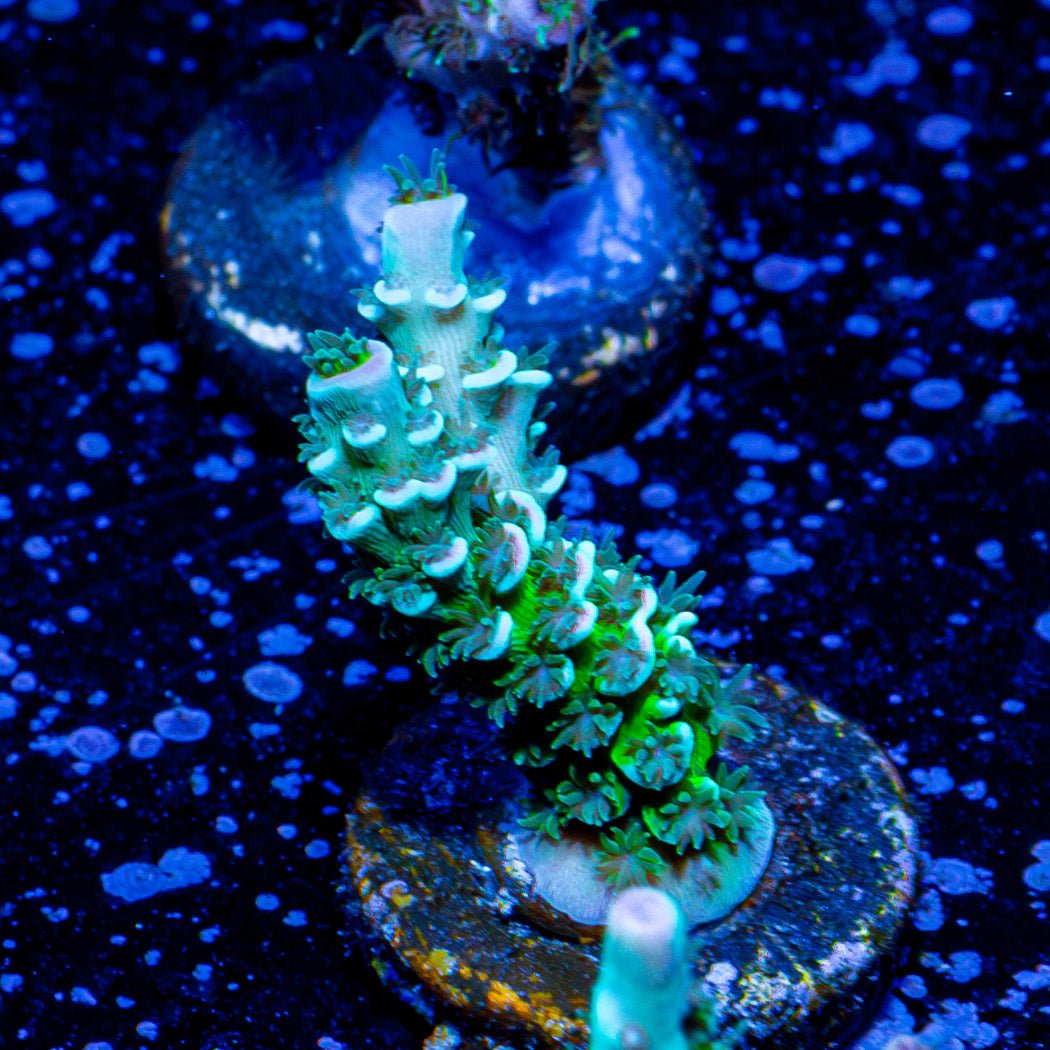 Circus Freak Acropora - riptide aquaculture llc