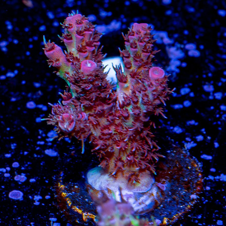 Heaven And Hell Millepora - riptide aquaculture llc