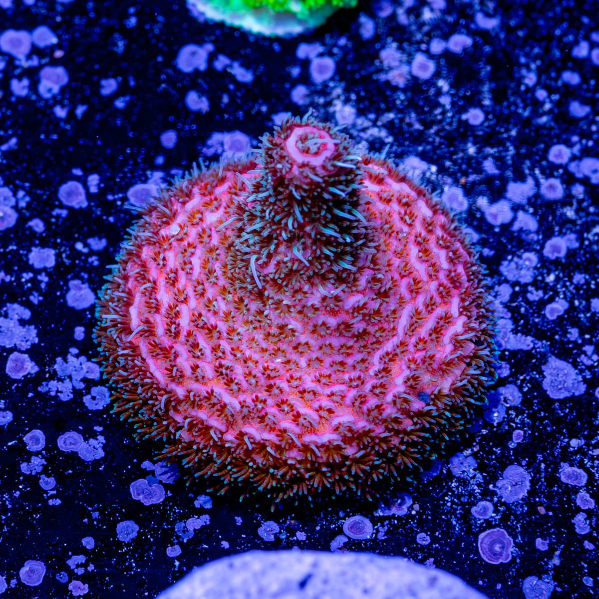 Judge Judy Millepora - riptide aquaculture llc