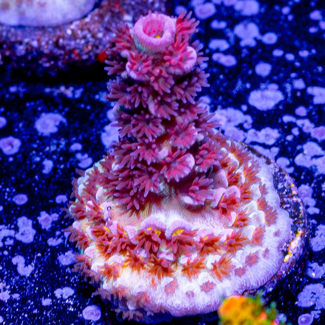 Cherry Bomb Acropora - riptide aquaculture llc