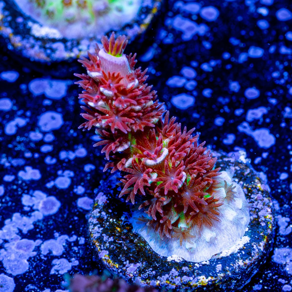 Cherry Bomb Acropora - riptide aquaculture llc