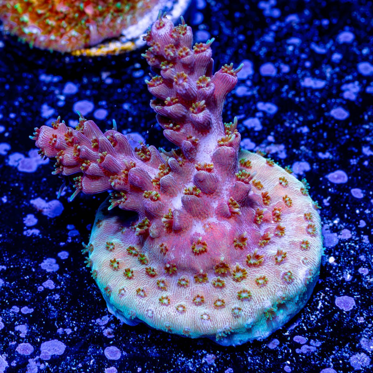 Purple Haze Acropora - riptide aquaculture llc