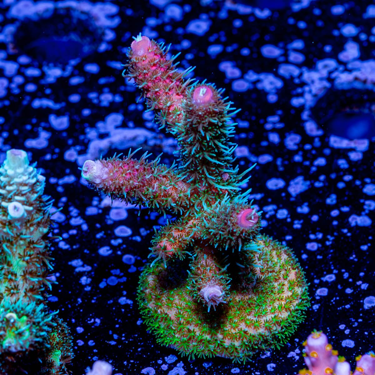 Heaven and Hell Millepora - riptide aquaculture llc