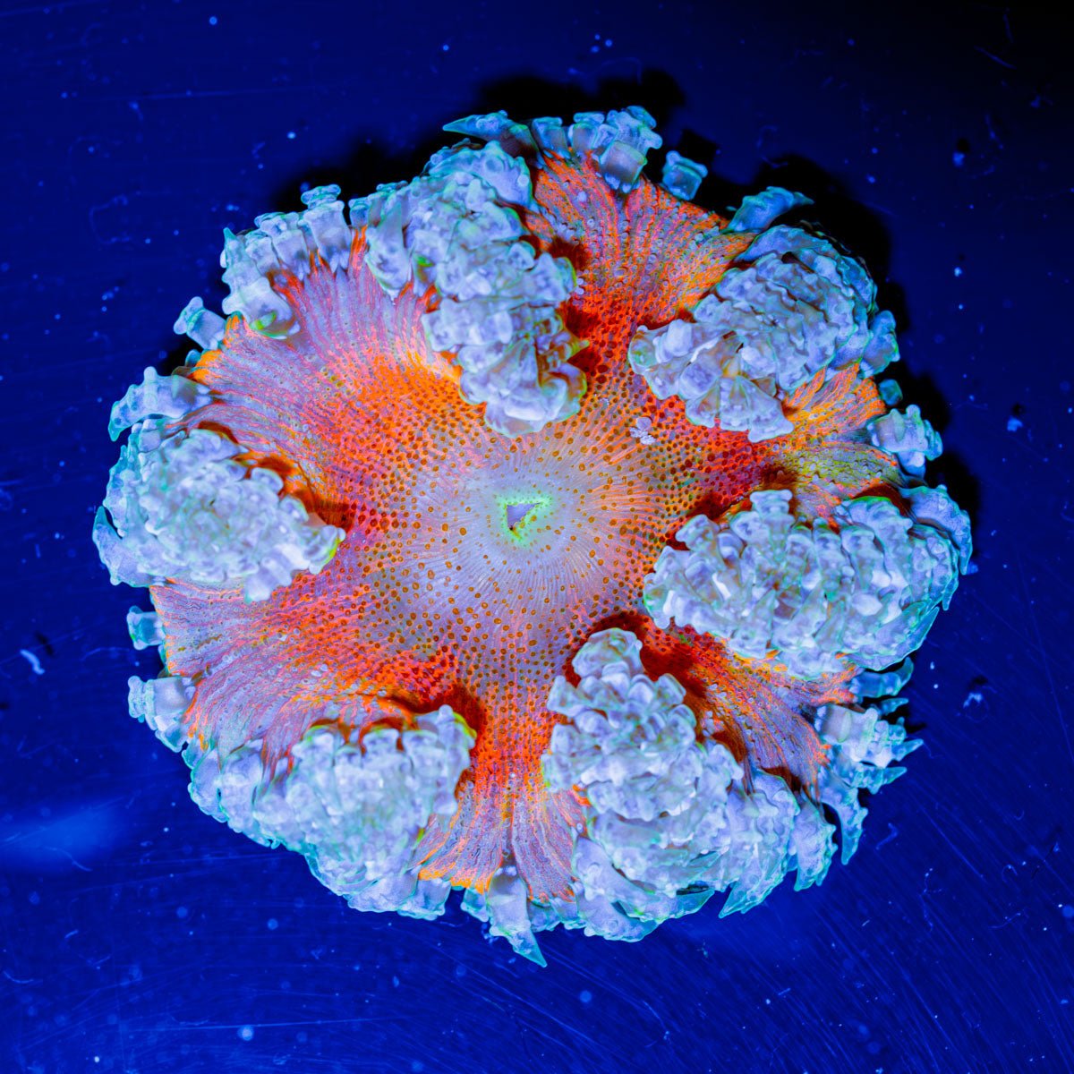 Ultra Rock Flower Anemone - riptide aquaculture llc