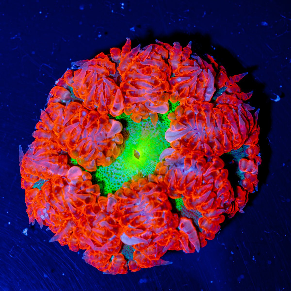 Ultra Rock Flower Anemone - riptide aquaculture llc