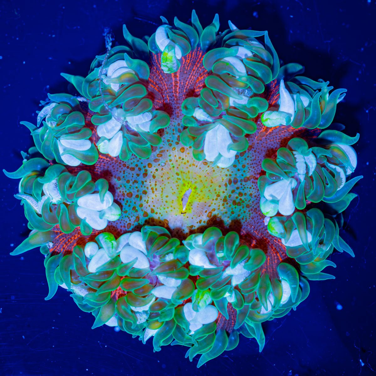 Ultra Rock Flower Anemone - riptide aquaculture llc