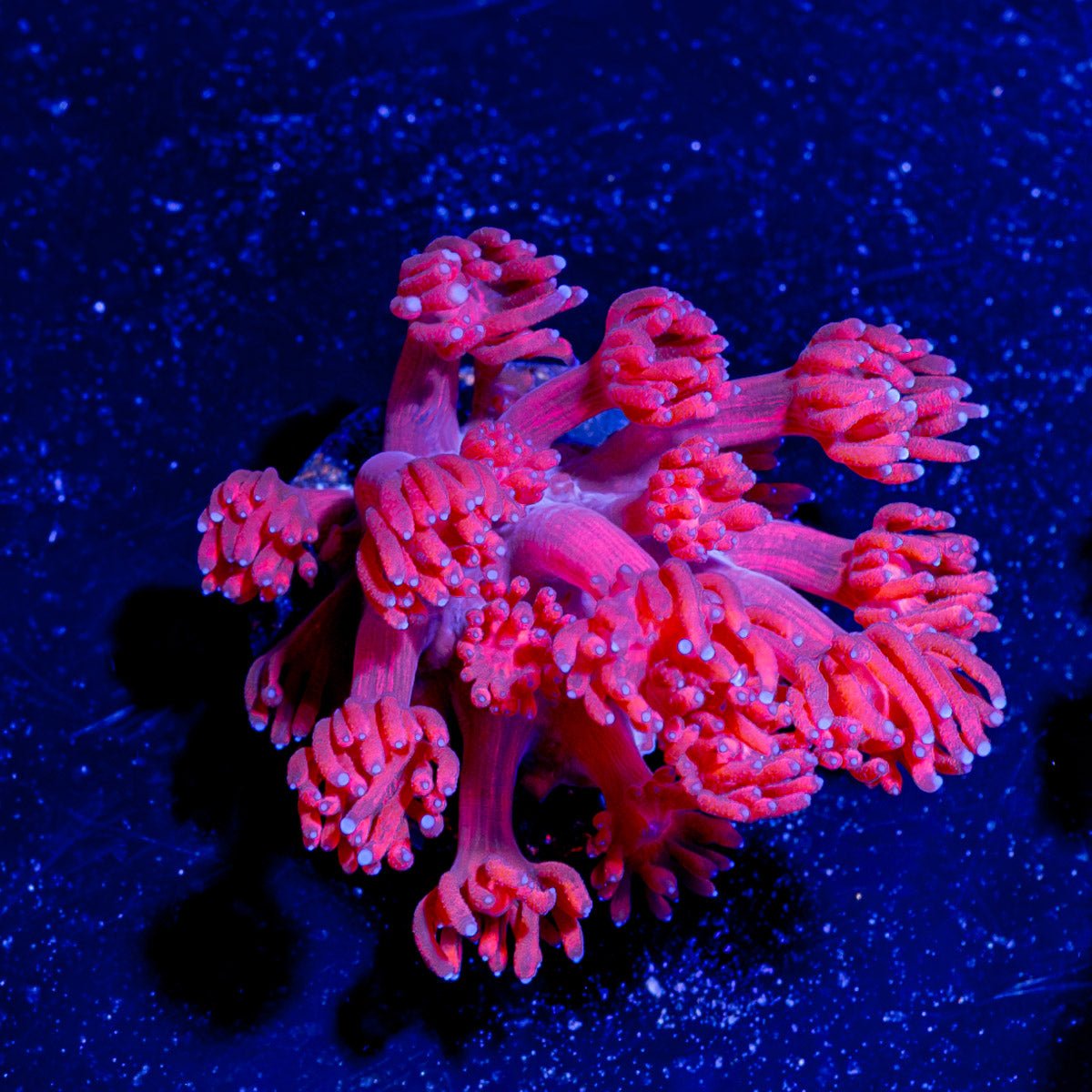 Red Bull Goniopora - riptide aquaculture llc