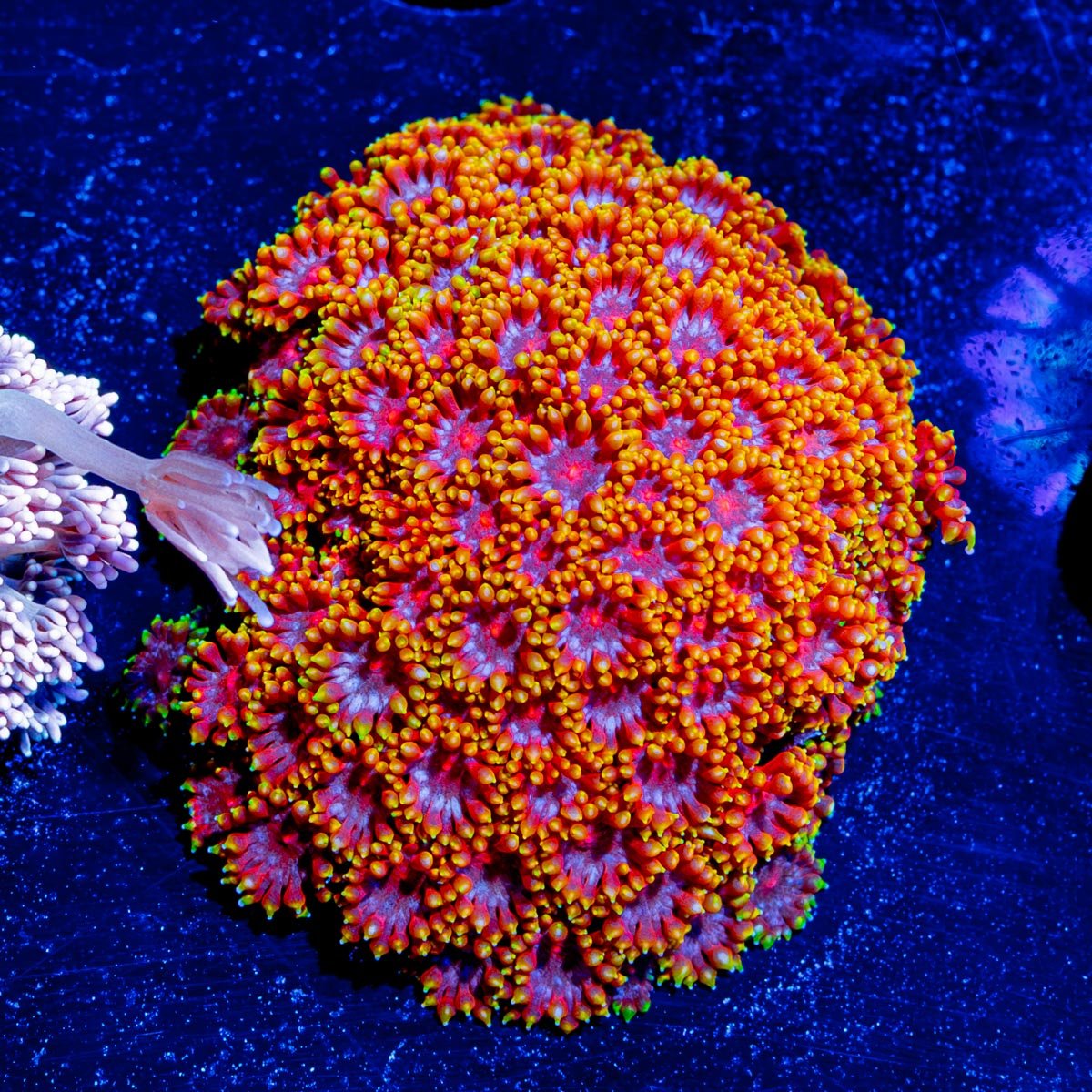 Rainbow Micro Goniopora - riptide aquaculture llc