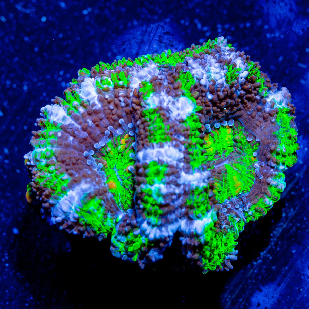 Micromussa/ Acan - riptide aquaculture llc