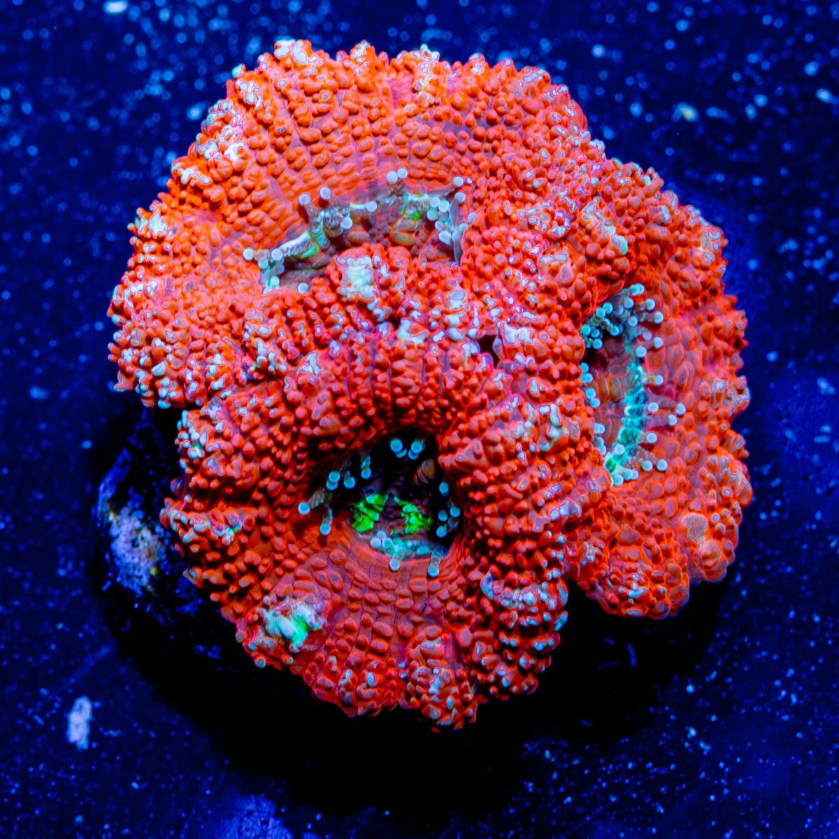 Micromussa/ Acan - riptide aquaculture llc