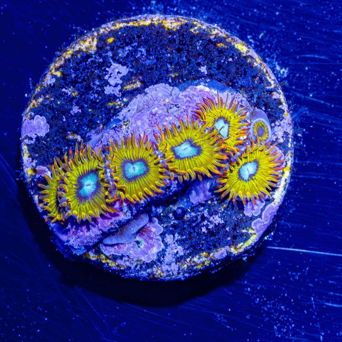 Pikachu Zoanthid - riptide aquaculture llc