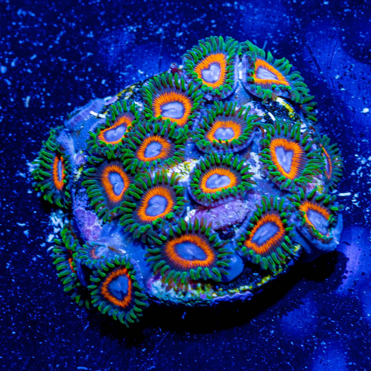 Fairy Tails Zoanthid - riptide aquaculture llc