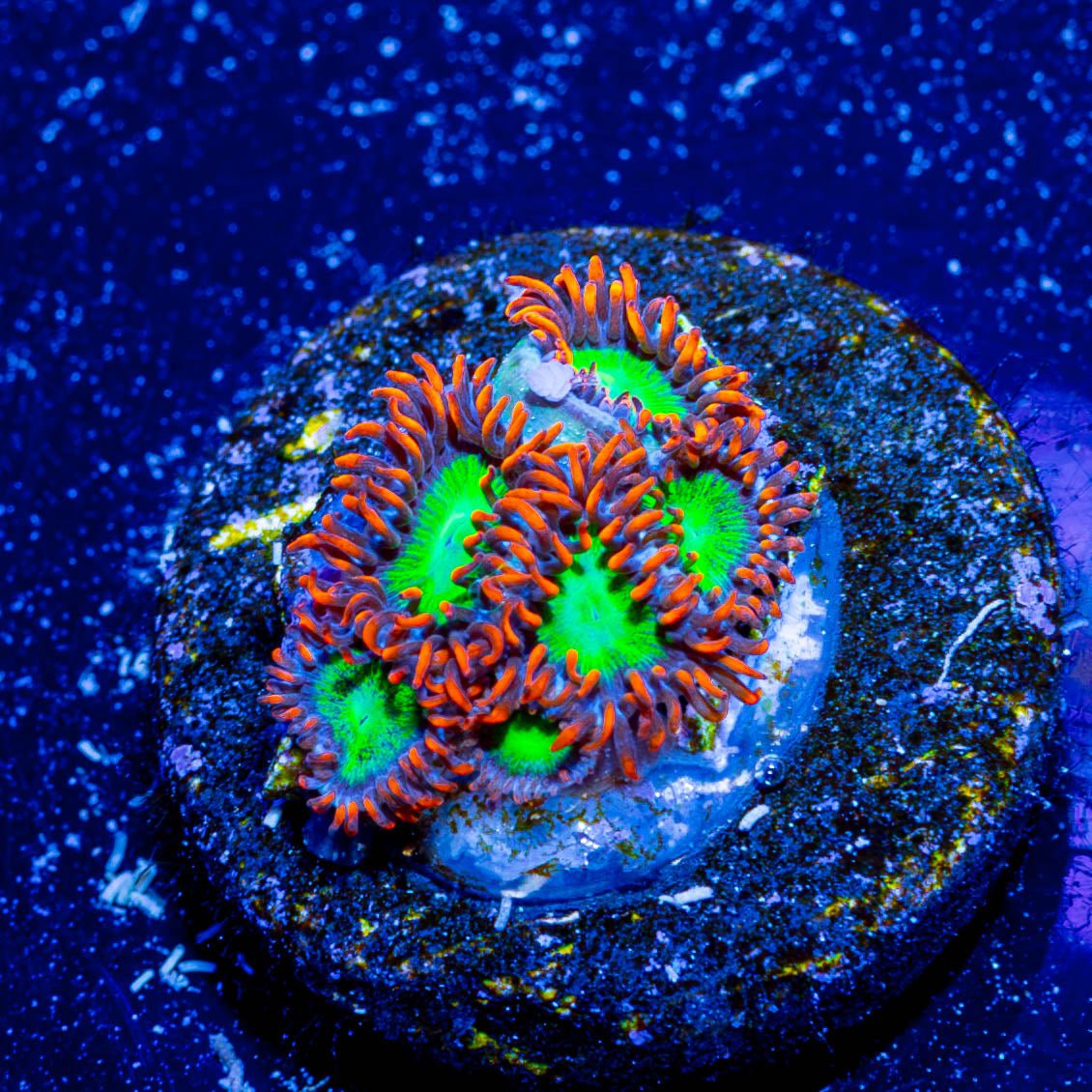 Goblins On fire Zoanthid - riptide aquaculture llc