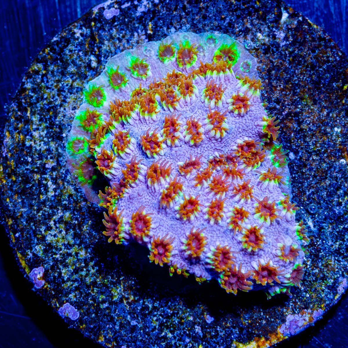 Skittles Bomb Cypreastrea - riptide aquaculture llc