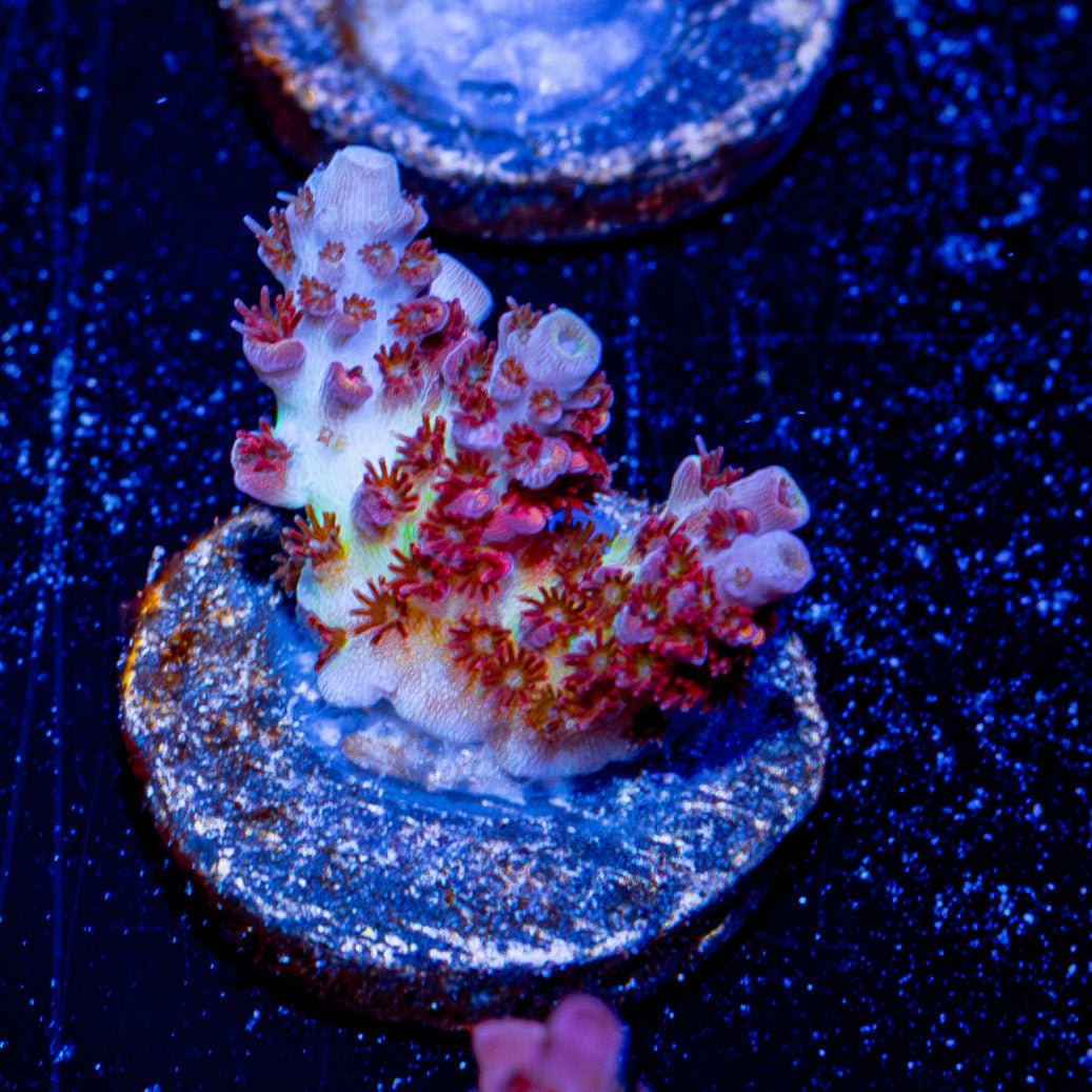 Optimus Prime Acropora - riptide aquaculture llc