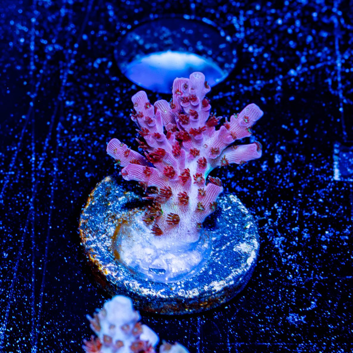 Night furry Acropora - riptide aquaculture llc