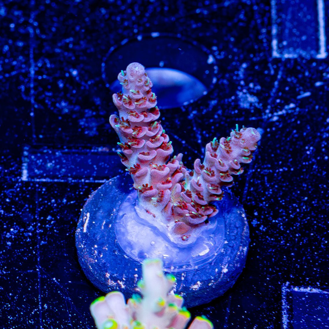 Robot Santa Clause acropora - riptide aquaculture llc